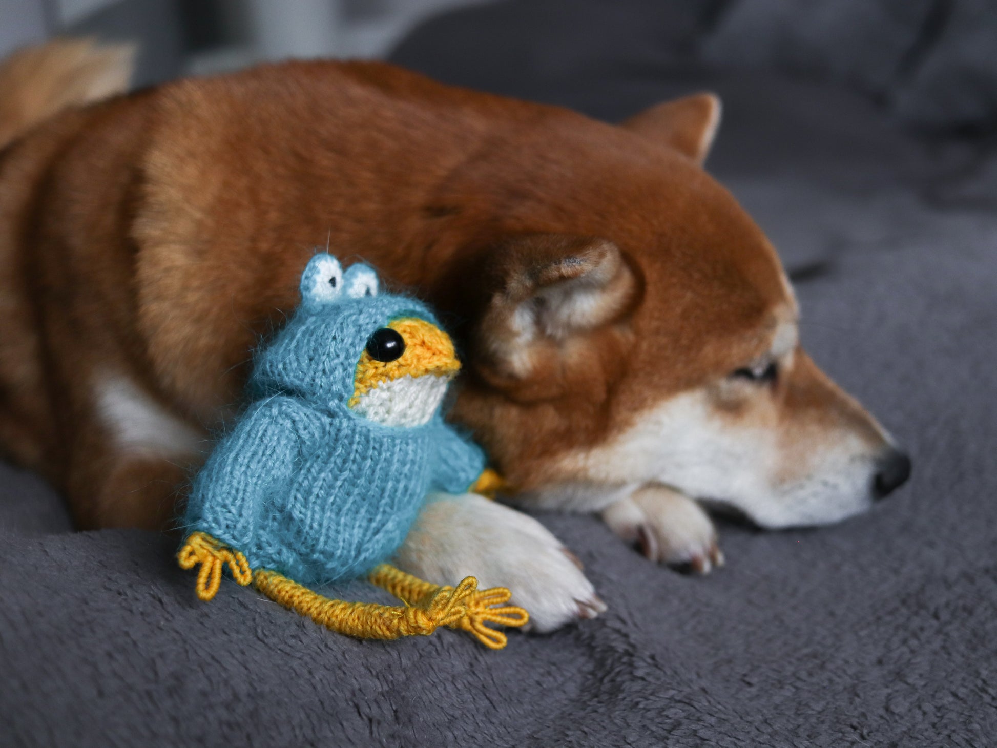Dog playing with a knitted blue frog toy on a gray surface